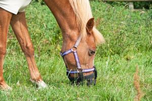 Horse wearing a grazing muzzle to limit grass intake 